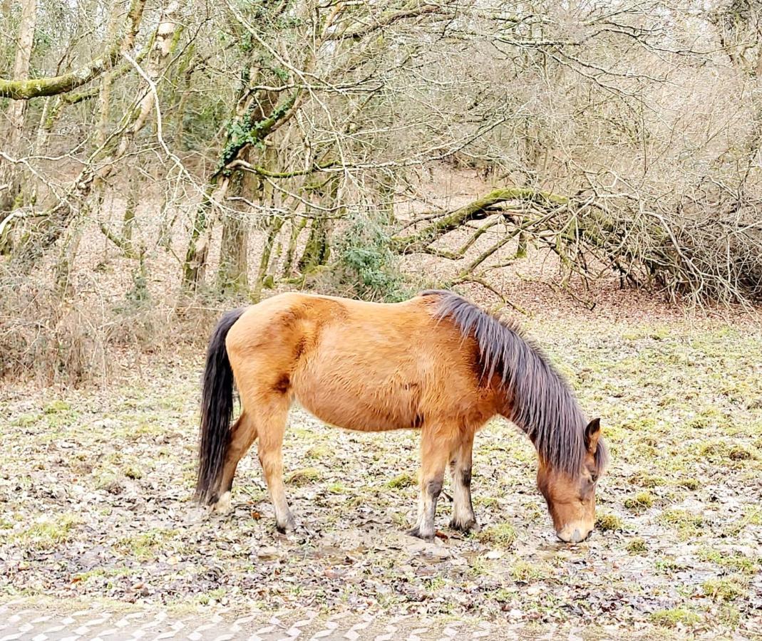 In The Heart Of The New Forest Fordingbridge Bagian luar foto