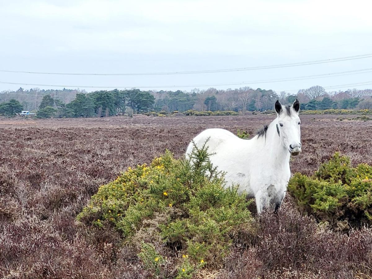 In The Heart Of The New Forest Fordingbridge Bagian luar foto